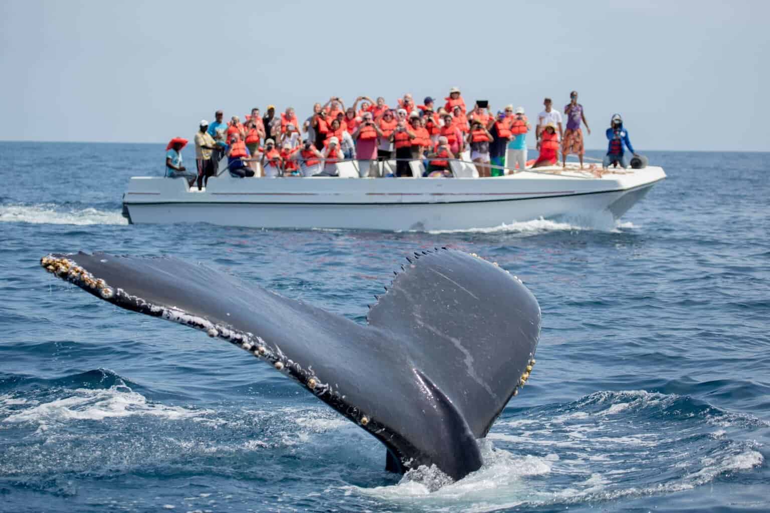 Featured image for “Whale Watching Tour: Daily Excursions – Experience the Majestic Giants of the Caribbean Sea”